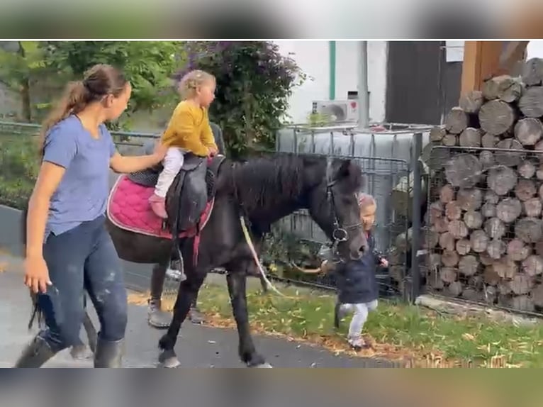 More ponies/small horses Gelding 4 years 12,1 hh Grey-Dark-Tan in Pelmberg