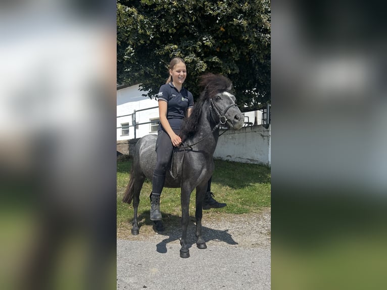 More ponies/small horses Gelding 4 years 12,1 hh Grey-Dark-Tan in Pelmberg