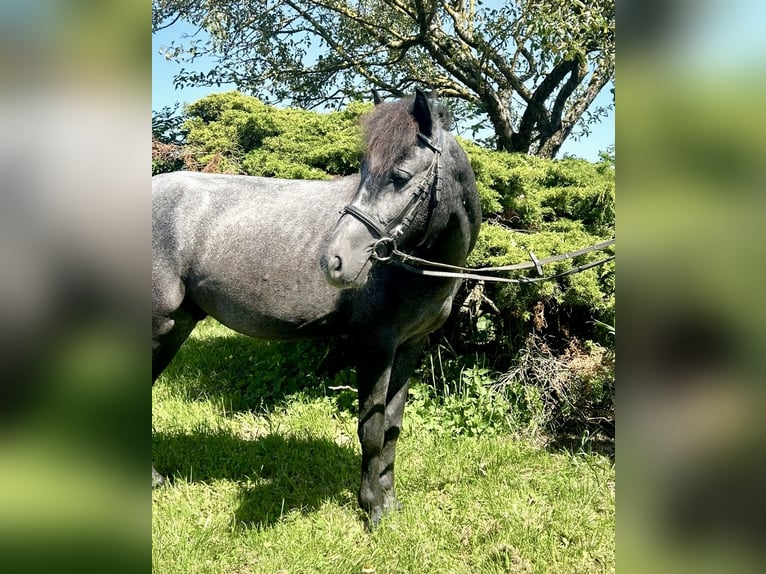 More ponies/small horses Gelding 4 years 12,1 hh Grey-Dark-Tan in Pelmberg