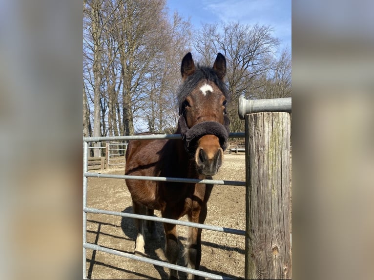 More ponies/small horses Gelding 4 years 13.1 hh Brown in Sankt Stefan im Rosental