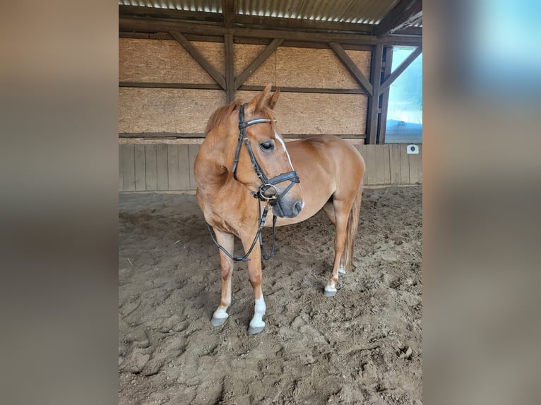 More ponies/small horses Gelding 4 years 13.1 hh Chestnut-Red in Springe