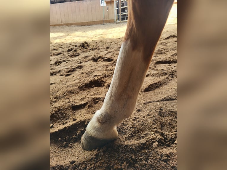More ponies/small horses Gelding 4 years 13.1 hh Chestnut-Red in Springe