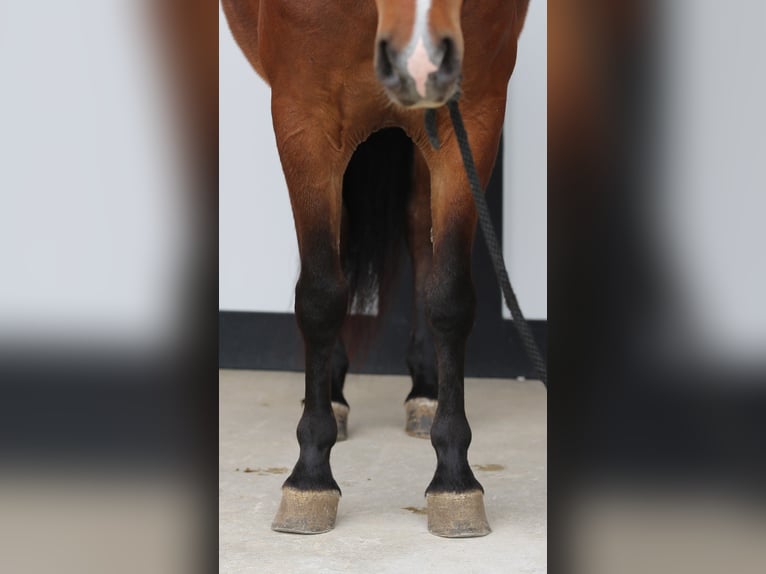 More ponies/small horses Gelding 4 years 13.2 hh Bay in Shipshewana