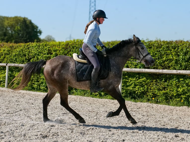 More ponies/small horses Gelding 4 years 13.2 hh Grey in Neustadt (Wied)