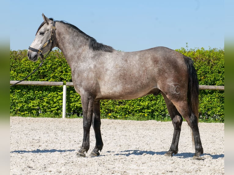More ponies/small horses Gelding 4 years 13.2 hh Grey in Neustadt (Wied)