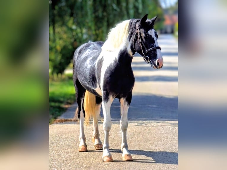 More ponies/small horses Gelding 4 years 13,2 hh Pinto in B&#xE9;k&#xE9;scsaba