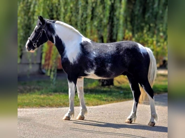More ponies/small horses Gelding 4 years 13,2 hh Pinto in B&#xE9;k&#xE9;scsaba