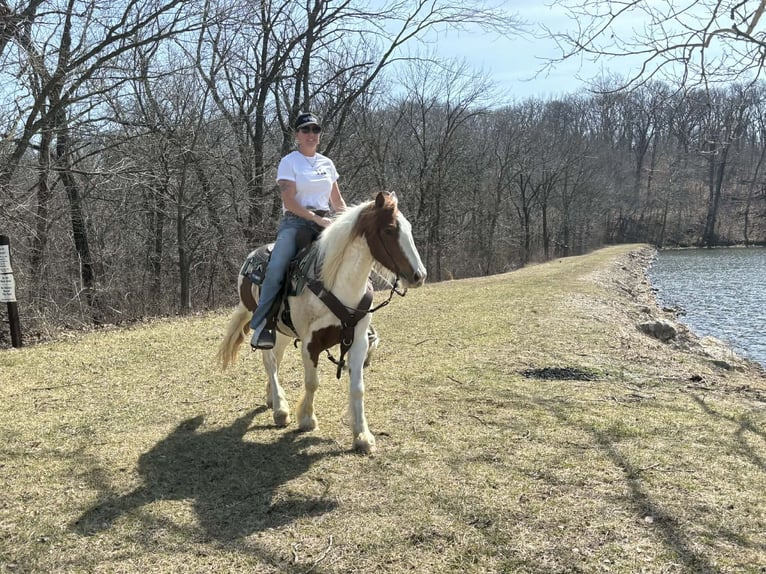 More ponies/small horses Gelding 4 years 13.2 hh Pinto in Princeton
