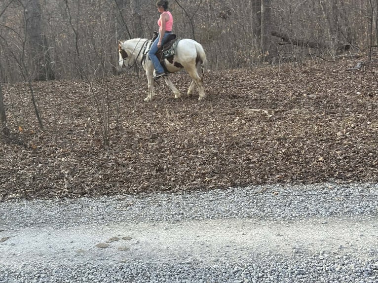 More ponies/small horses Gelding 4 years 13.2 hh Pinto in Princeton