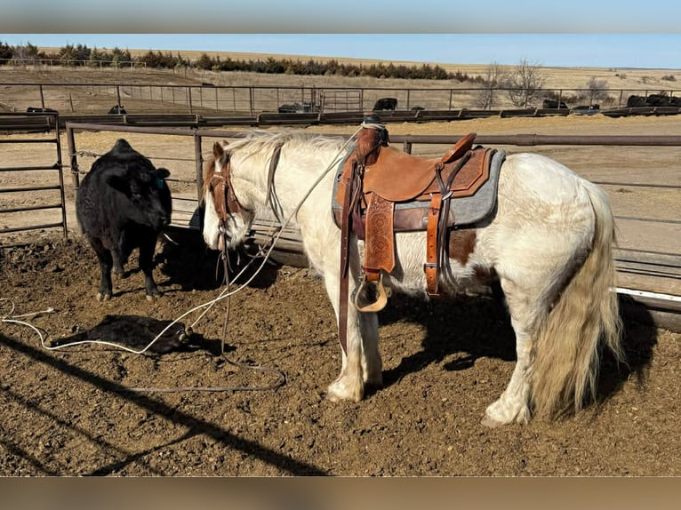 More ponies/small horses Gelding 4 years 13.2 hh Pinto in Princeton