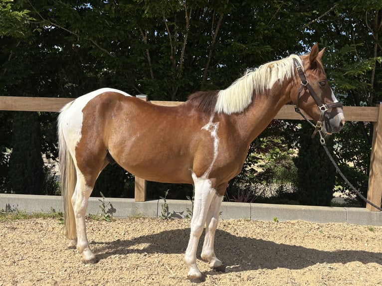 More ponies/small horses Gelding 4 years 13.3 hh Pinto in Iggingen