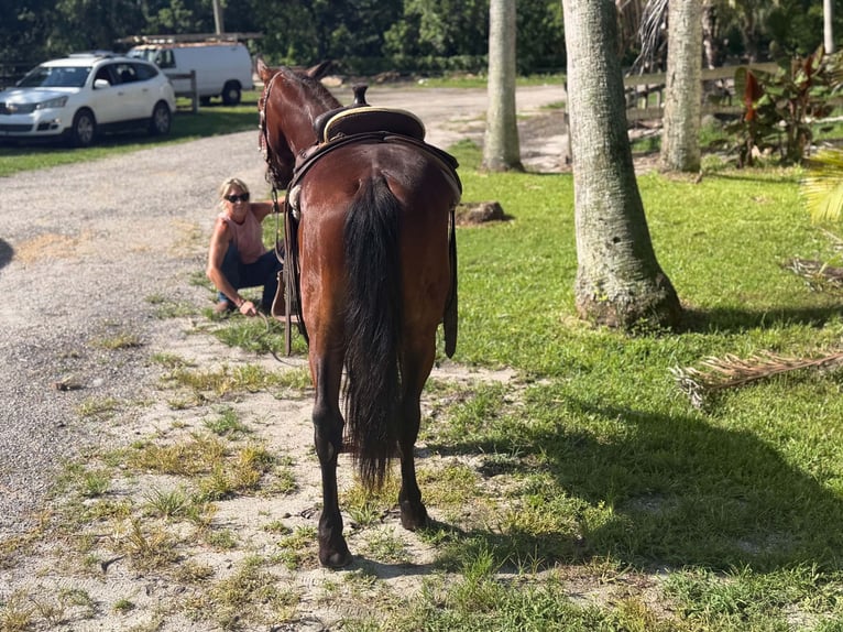 More ponies/small horses Gelding 4 years 13 hh Bay in Loxahatchee