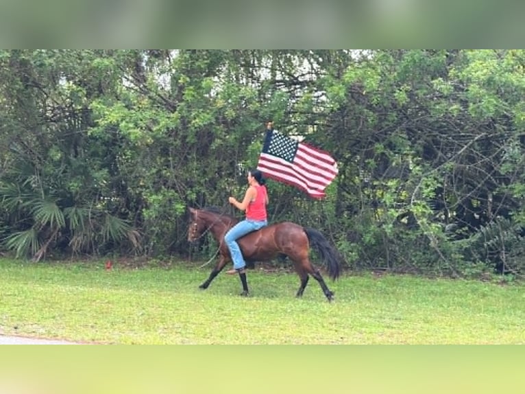 More ponies/small horses Gelding 4 years 13 hh Bay in Loxahatchee