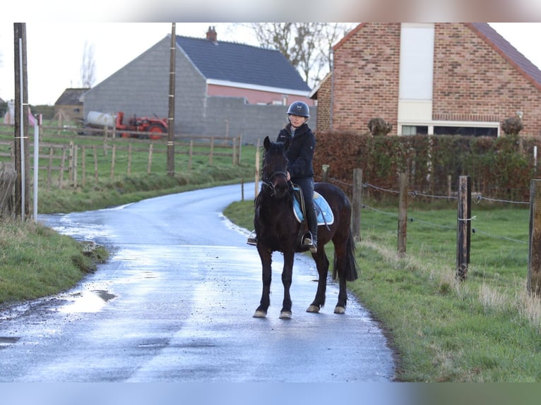 More ponies/small horses Gelding 4 years 13 hh Brown in Pepingen