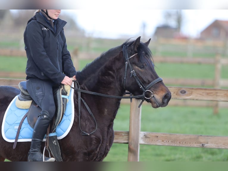 More ponies/small horses Gelding 4 years 13 hh Brown in Pepingen