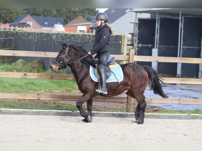 More ponies/small horses Gelding 4 years 13 hh Brown in Pepingen