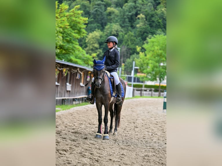 More ponies/small horses Gelding 4 years 13,1 hh Gray-Dark-Tan in Schlins