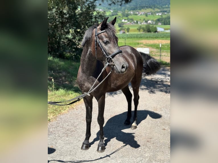 More ponies/small horses Gelding 4 years 13,1 hh Gray-Dark-Tan in Schlins