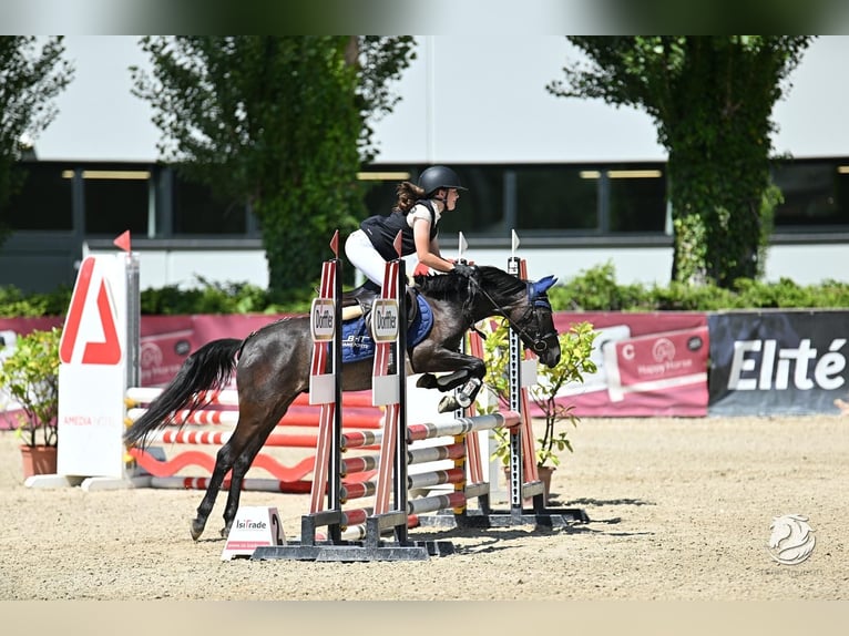 More ponies/small horses Gelding 4 years 13,1 hh Gray-Dark-Tan in Schlins