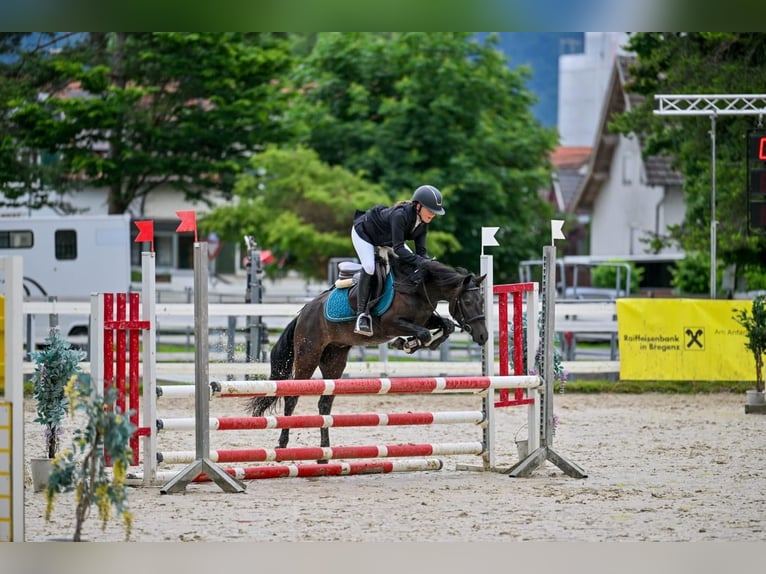 More ponies/small horses Gelding 4 years 13,1 hh Gray-Dark-Tan in Schlins