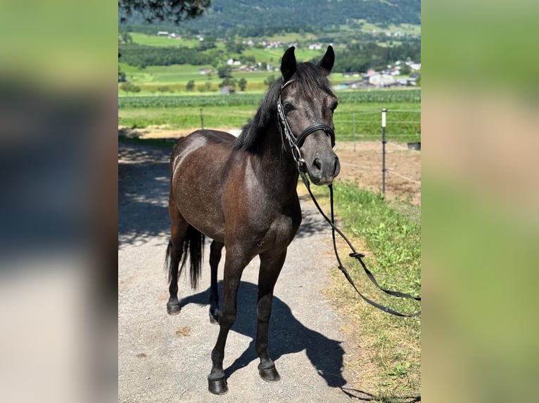 More ponies/small horses Gelding 4 years 13,1 hh Gray-Dark-Tan in Schlins
