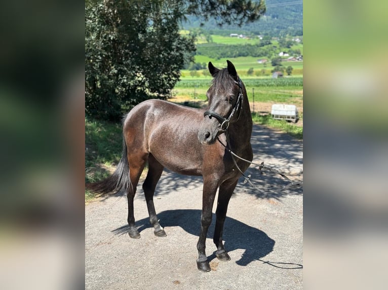 More ponies/small horses Gelding 4 years 13,1 hh Gray-Dark-Tan in Schlins