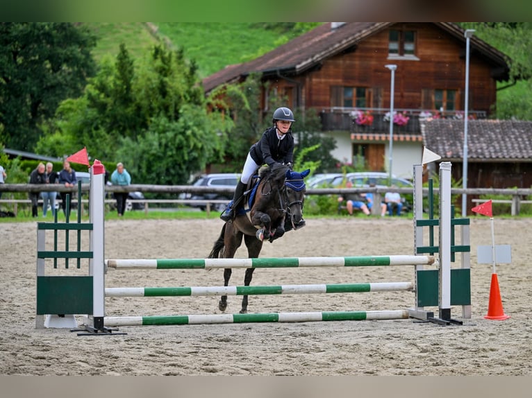 More ponies/small horses Gelding 4 years 13,1 hh Gray-Dark-Tan in Schlins