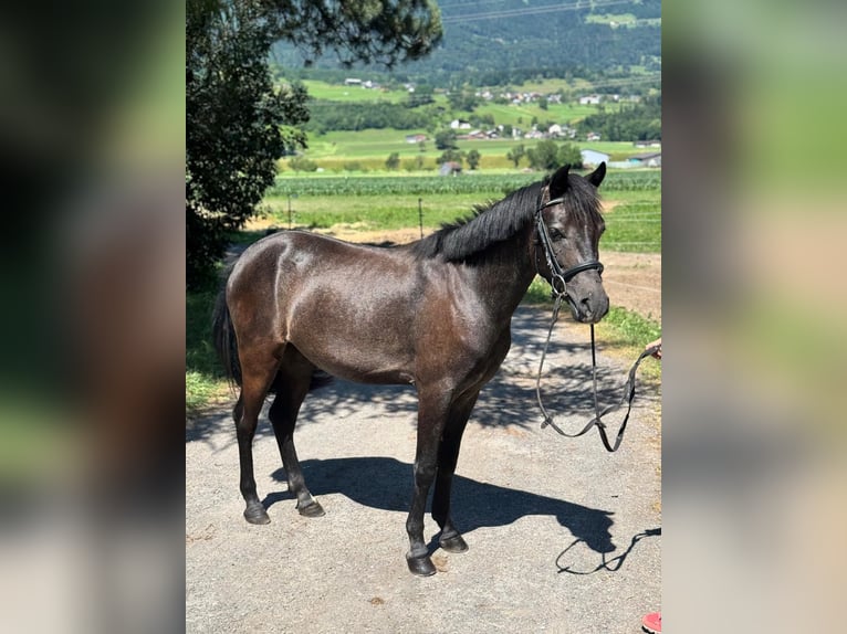 More ponies/small horses Gelding 4 years 13,1 hh Gray-Dark-Tan in Schlins