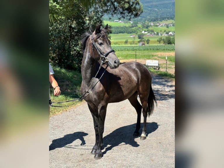 More ponies/small horses Gelding 4 years 13,1 hh Gray-Dark-Tan in Schlins