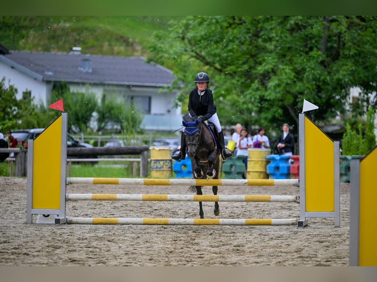 More ponies/small horses Gelding 4 years 13,1 hh Gray-Dark-Tan in Schlins