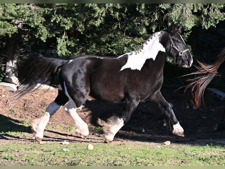 More ponies/small horses Gelding 4 years 13,1 hh Pinto in Eyragues