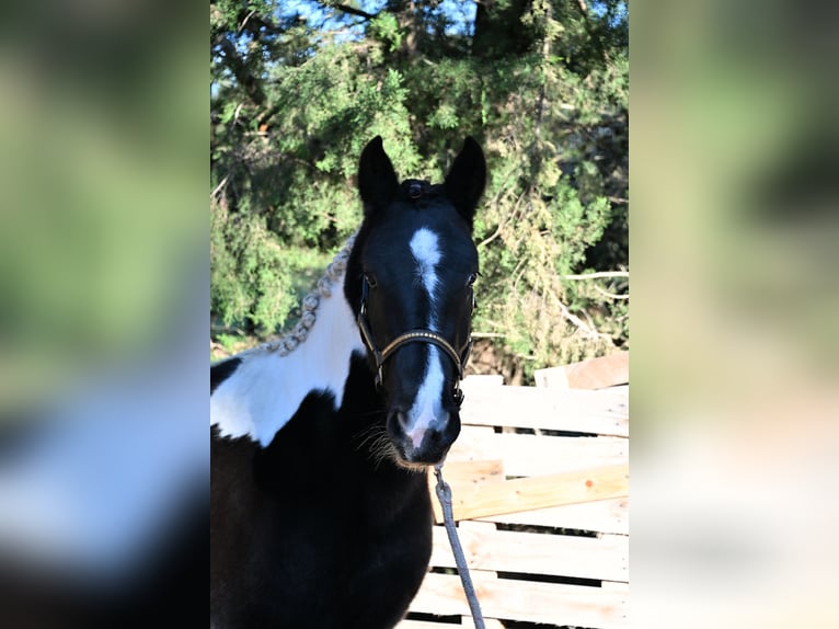 More ponies/small horses Gelding 4 years 13,1 hh Pinto in Eyragues