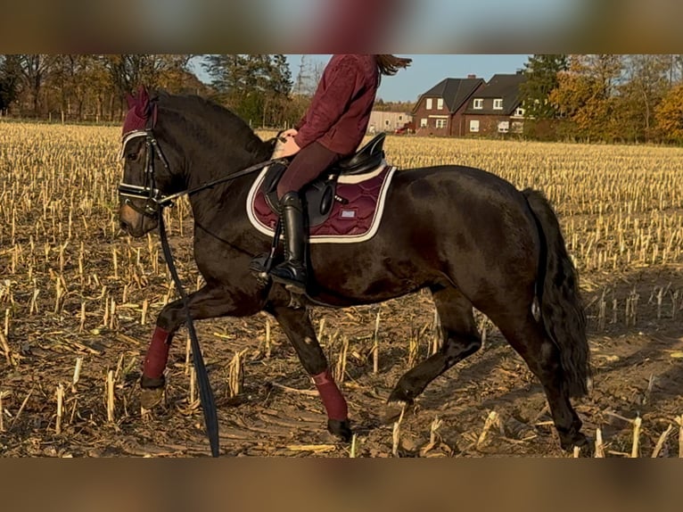 More ponies/small horses Gelding 4 years 13,1 hh Smoky-Black in Bramsche