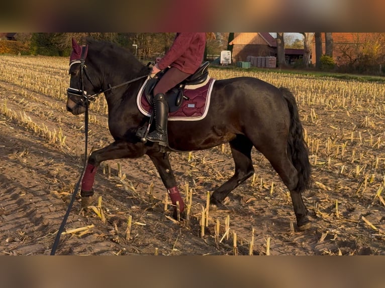 More ponies/small horses Gelding 4 years 13,1 hh Smoky-Black in Bramsche