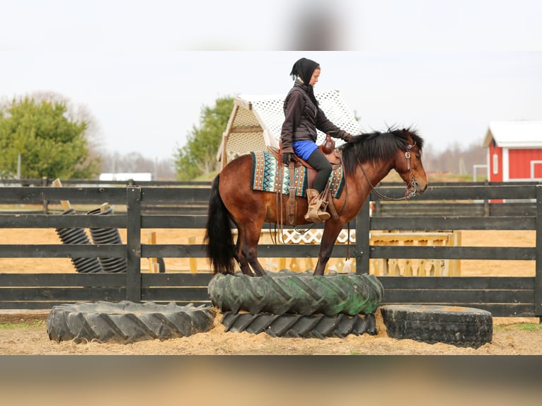 More ponies/small horses Gelding 4 years 13,2 hh Bay in Shipshewana