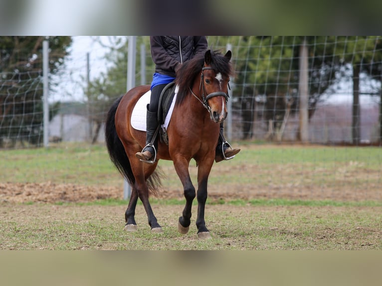 More ponies/small horses Gelding 4 years 13,2 hh Bay in Shipshewana