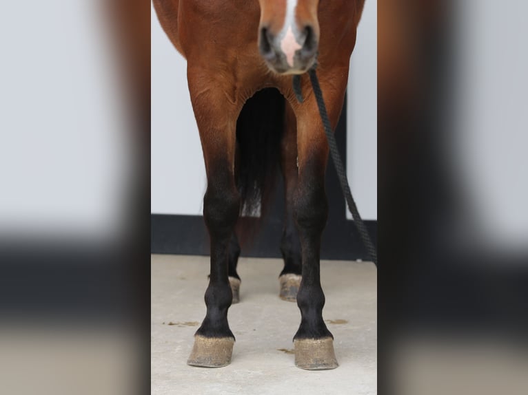 More ponies/small horses Gelding 4 years 13,2 hh Bay in Shipshewana