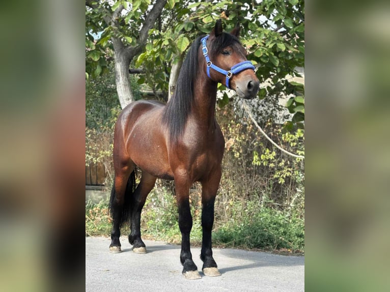 More ponies/small horses Gelding 4 years 13,2 hh Brown in B&#xE9;k&#xE9;s