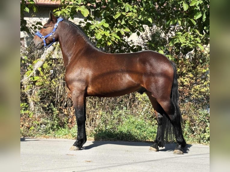 More ponies/small horses Gelding 4 years 13,2 hh Brown in B&#xE9;k&#xE9;s