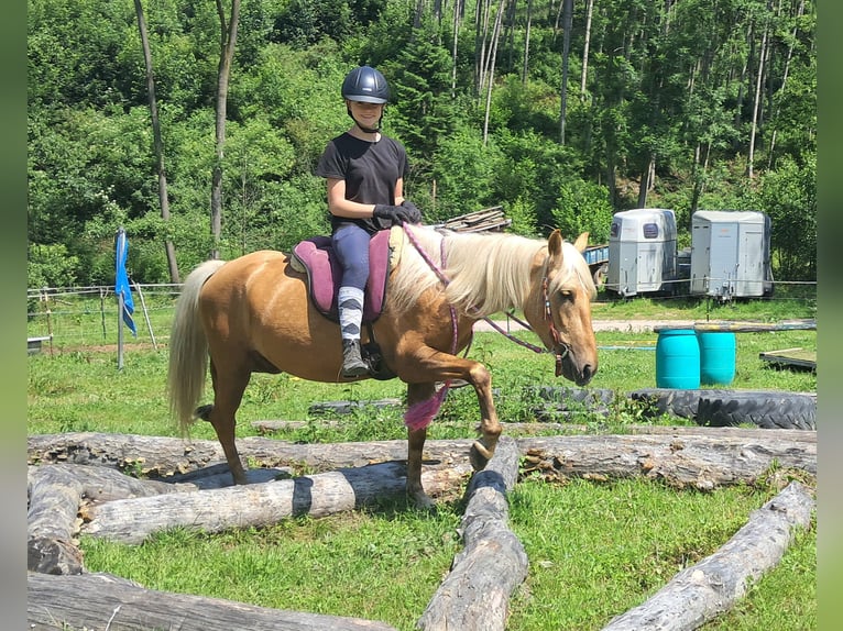 More ponies/small horses Gelding 4 years 13,2 hh Palomino in Bayerbach