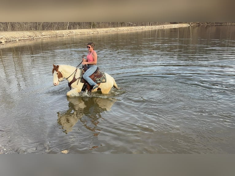 More ponies/small horses Gelding 4 years 13,2 hh Pinto in Princeton