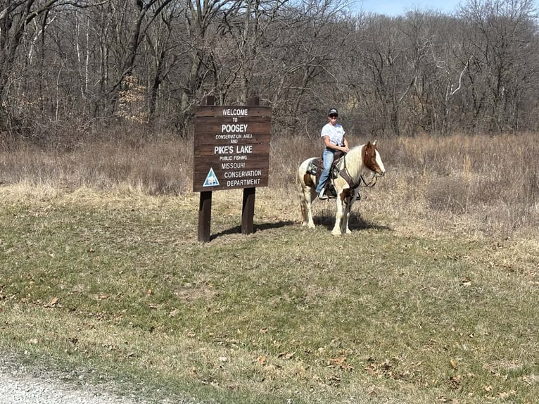 More ponies/small horses Gelding 4 years 13,2 hh Pinto in Princeton