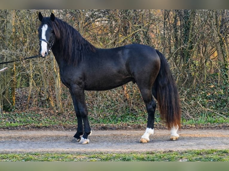 More ponies/small horses Gelding 4 years 14.1 hh Black in Békéscsaba