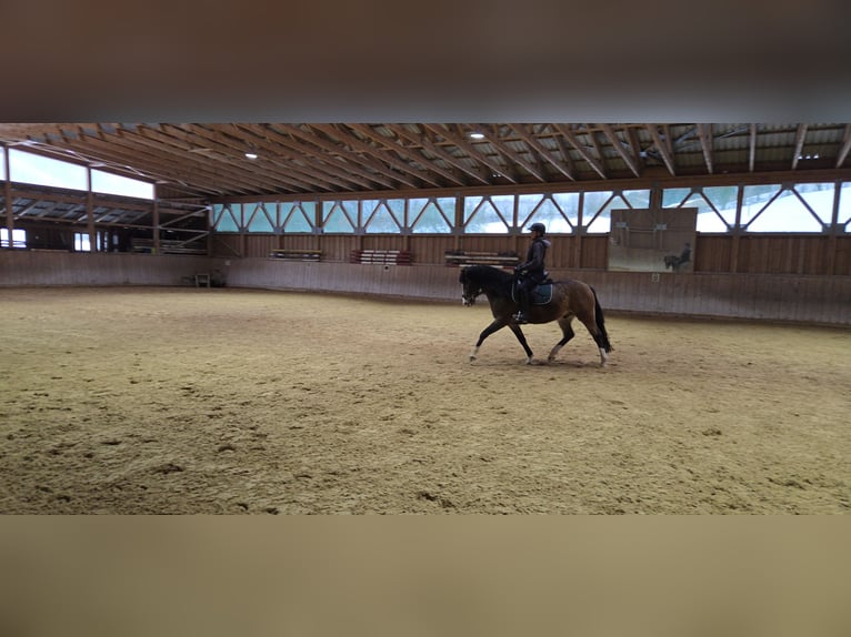 More ponies/small horses Mix Gelding 4 years 14.1 hh Buckskin in Fischbachau