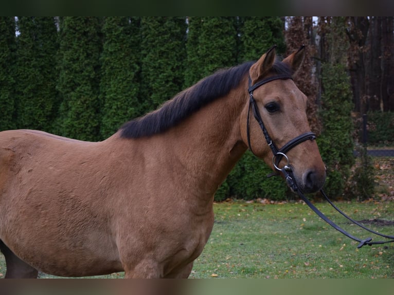 More ponies/small horses Gelding 4 years 14.1 hh Dun in Chełmno