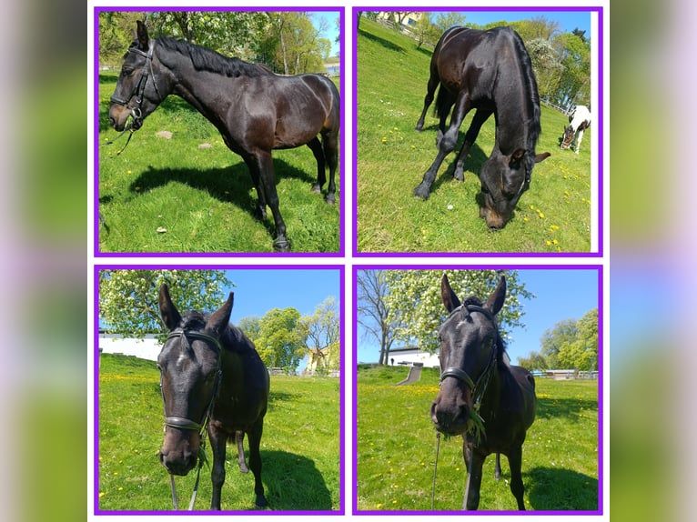More ponies/small horses Gelding 4 years 14.2 hh Bay-Dark in Jabel