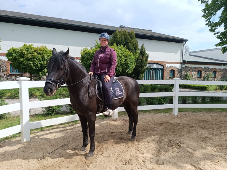 More ponies/small horses Gelding 4 years 14.2 hh Black in Neu Gaarz