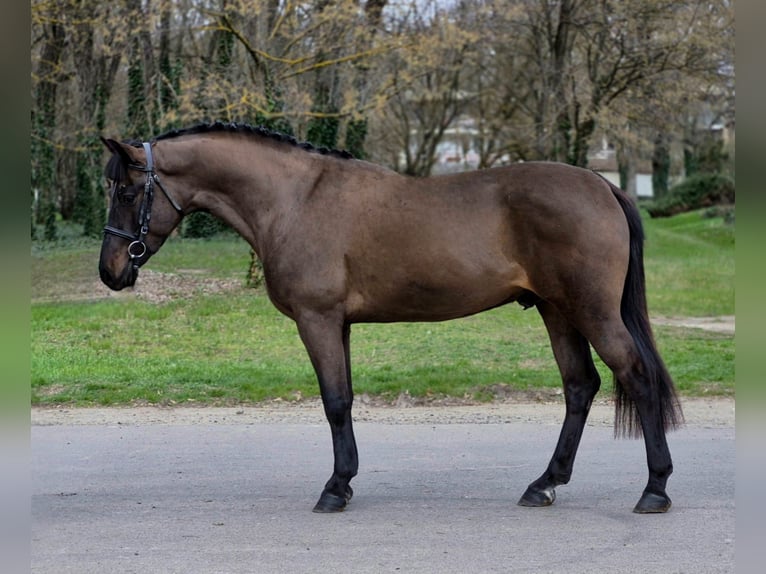 More ponies/small horses Gelding 4 years 14.2 hh Brown in Békéscsaba