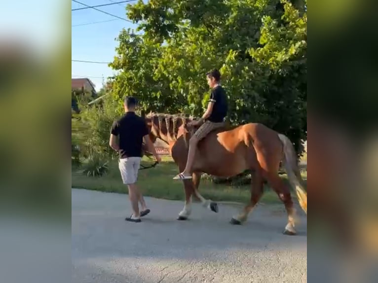 More ponies/small horses Gelding 4 years 14.2 hh Chestnut-Red in Rechnitz