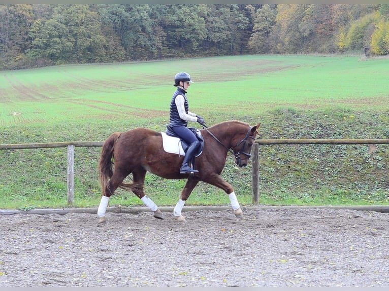 More ponies/small horses Gelding 4 years 14.2 hh Chestnut-Red in Wellheim